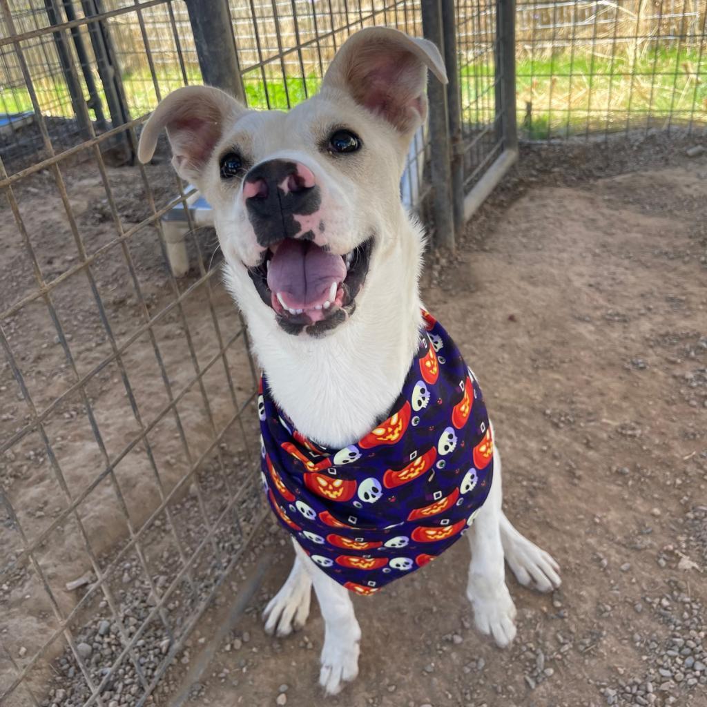Ritz, an adoptable Mixed Breed in Taos, NM, 87571 | Photo Image 5