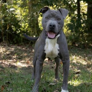 Boyd Pit Bull Terrier Dog