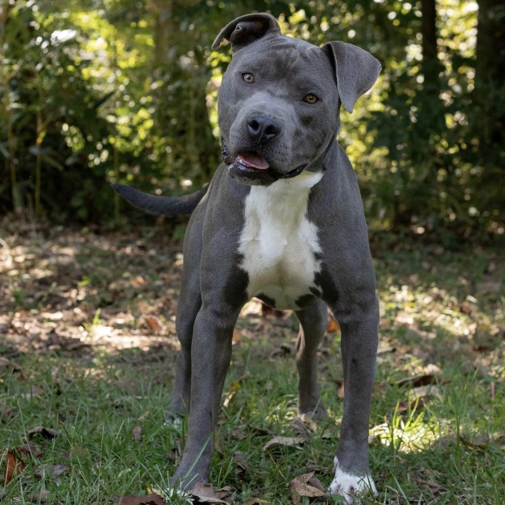 Boyd, an adoptable Pit Bull Terrier in QUINCY, FL, 32351 | Photo Image 2