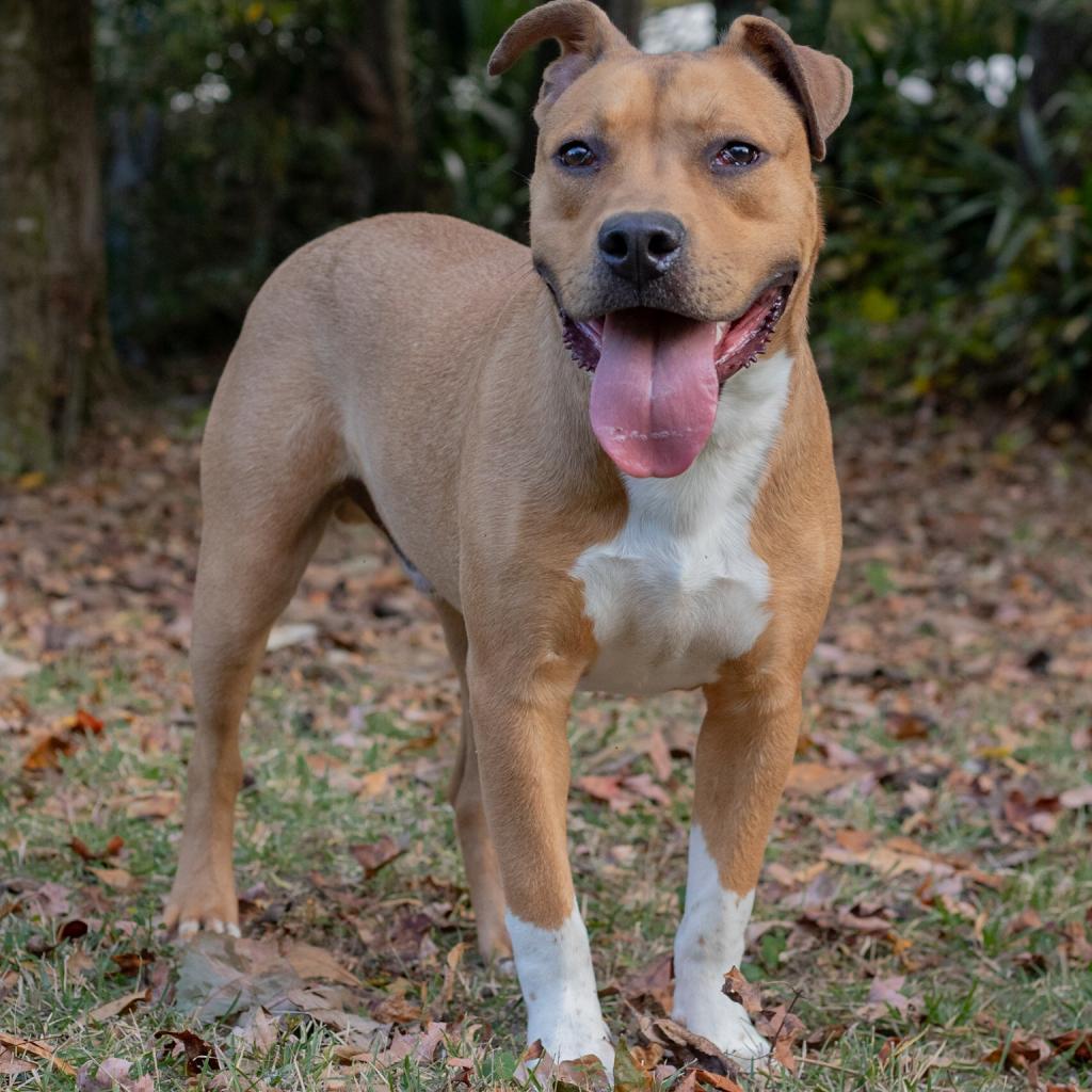 Red Sox, an adoptable Hound in QUINCY, FL, 32351 | Photo Image 1