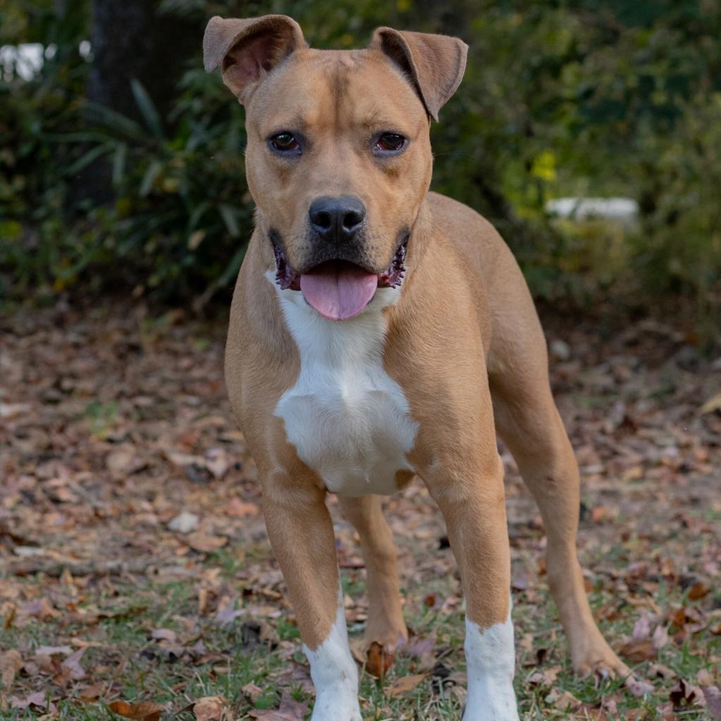 Red Sox, an adoptable Hound in QUINCY, FL, 32351 | Photo Image 2