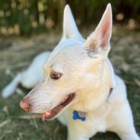 Verbena - Bena, an adoptable German Shepherd Dog in Newberg, OR, 97132 | Photo Image 1