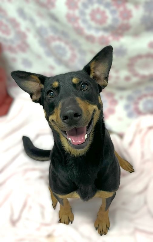 Thelma (Ally), an adoptable Labrador Retriever, German Shepherd Dog in Genoa, IL, 60135 | Photo Image 2