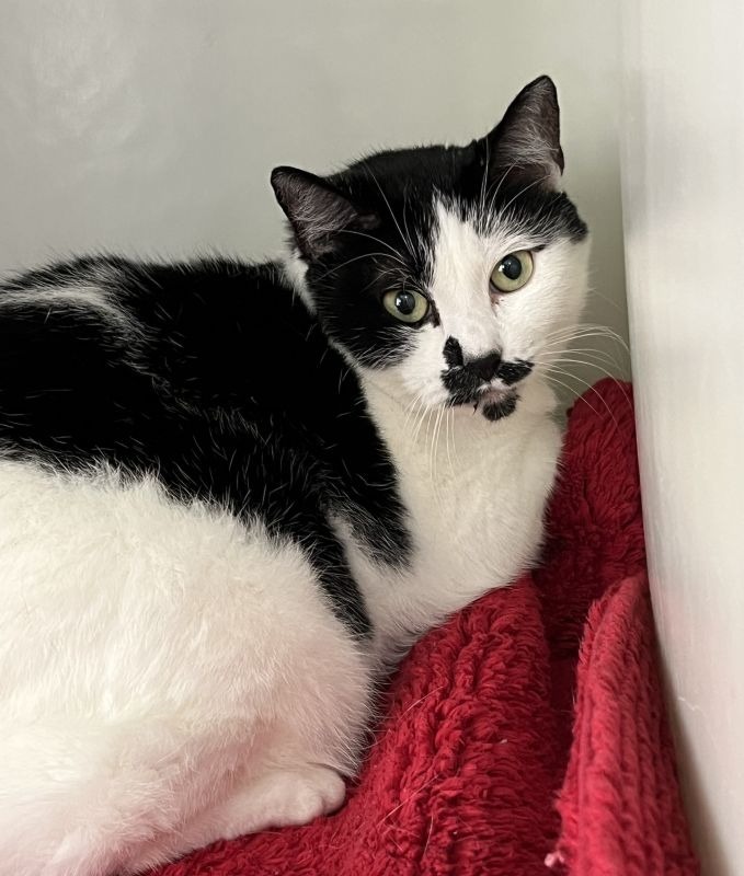 Minnie, an adoptable Domestic Short Hair in Genoa, IL, 60135 | Photo Image 1