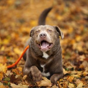 Momo Labrador Retriever Dog