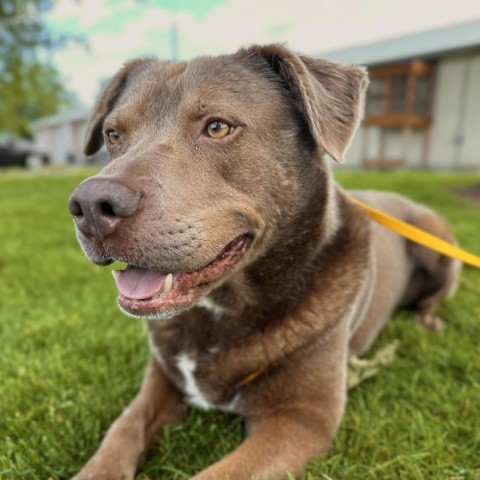 Momo, an adoptable Labrador Retriever in Spokane, WA, 99217 | Photo Image 1