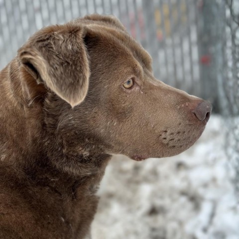 Momo, an adoptable Labrador Retriever in Spokane, WA, 99217 | Photo Image 2