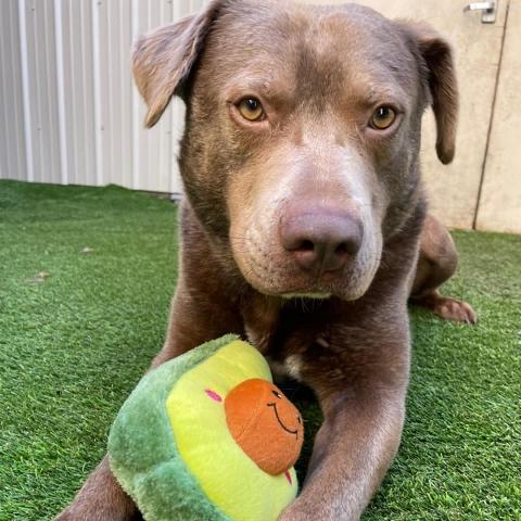 Momo, an adoptable Labrador Retriever in Spokane, WA, 99217 | Photo Image 2