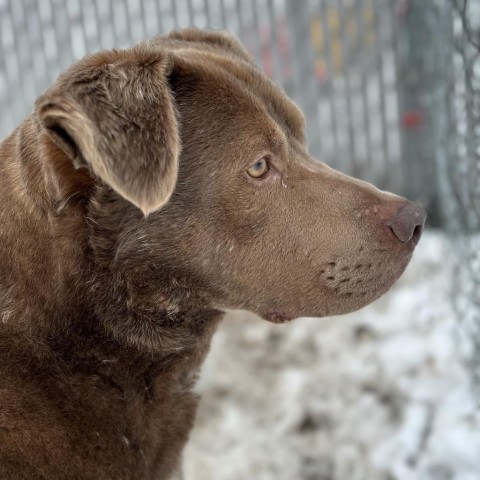 Momo, an adoptable Labrador Retriever in Spokane, WA, 99217 | Photo Image 3