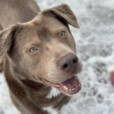 Momo, an adoptable Labrador Retriever in Spokane, WA, 99217 | Photo Image 4