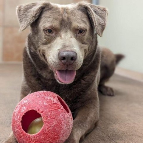 Momo, an adoptable Labrador Retriever in Spokane, WA, 99217 | Photo Image 5