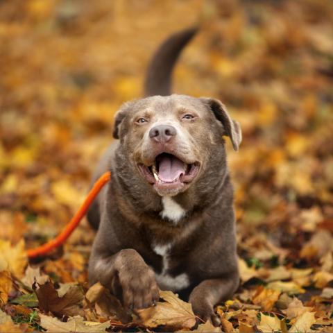 Momo, an adoptable Labrador Retriever in Spokane, WA, 99217 | Photo Image 6