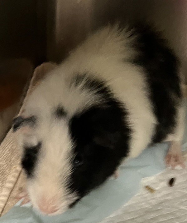 Dice, an adoptable Guinea Pig Mix in Grand Rapids, MI_image-1