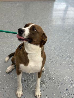 Bella, an adoptable Pit Bull Terrier, Border Collie in Fort Benton, MT, 59442 | Photo Image 1