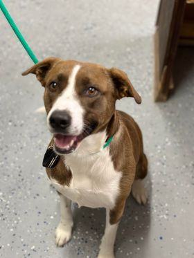Bella, an adoptable Pit Bull Terrier, Border Collie in Fort Benton, MT, 59442 | Photo Image 2