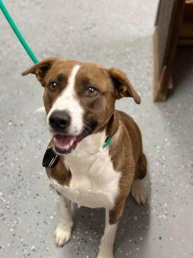 Bella, an adoptable Pit Bull Terrier, Border Collie in Fort Benton, MT, 59442 | Photo Image 3