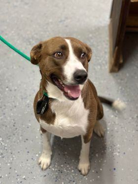 Bella, an adoptable Pit Bull Terrier, Border Collie in Fort Benton, MT, 59442 | Photo Image 3