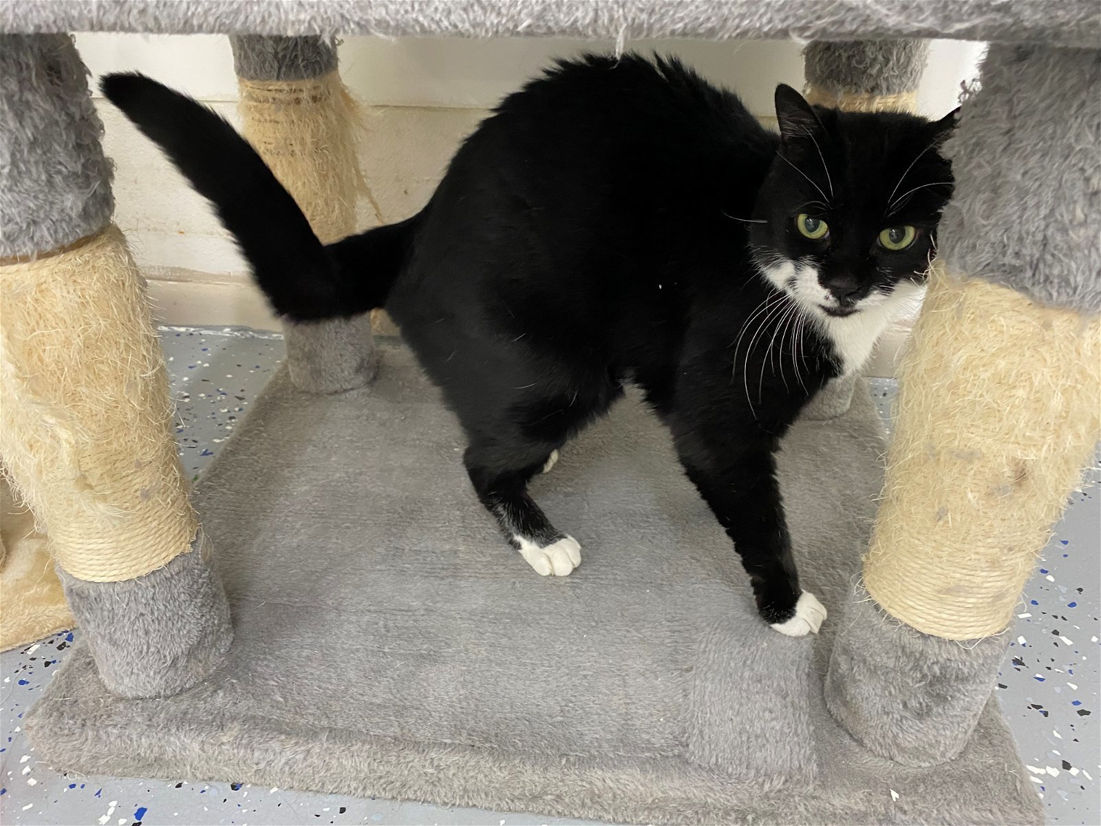 Lucy, an adoptable Domestic Short Hair, Tuxedo in Fort Benton, MT, 59442 | Photo Image 1