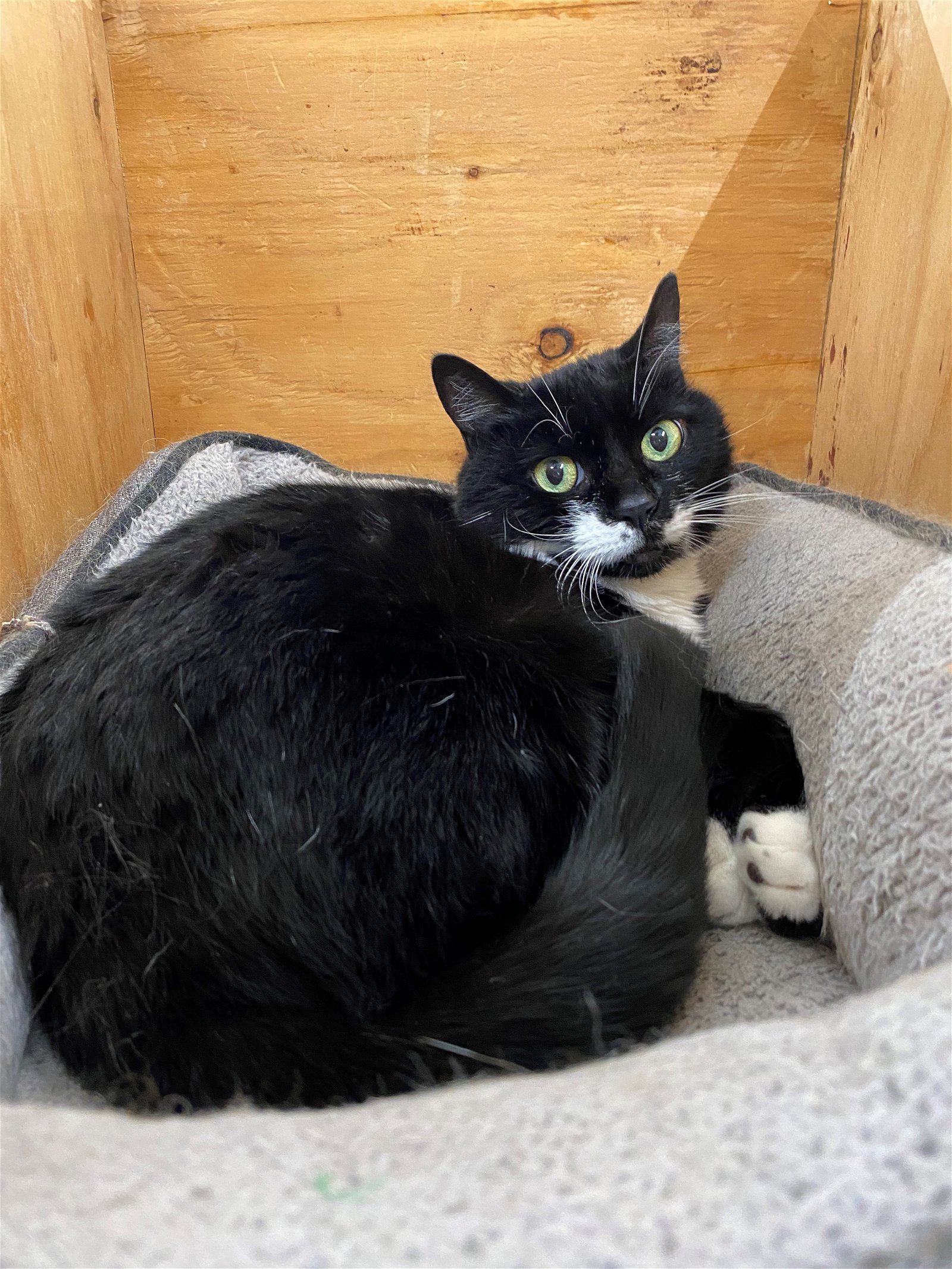 Lucy, an adoptable Domestic Short Hair, Tuxedo in Fort Benton, MT, 59442 | Photo Image 2