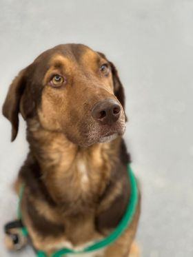 Louie, an adoptable Mixed Breed in Fort Benton, MT, 59442 | Photo Image 2