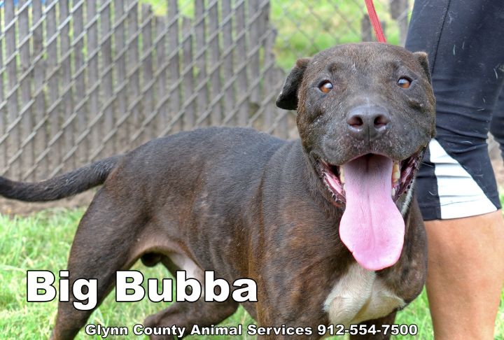 BIG BUBBA, an adoptable Pit Bull Terrier Mix in Brunswick, GA_image-4