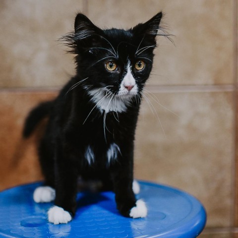 Tetra, an adoptable Domestic Short Hair in Plainfield, IL_image-1