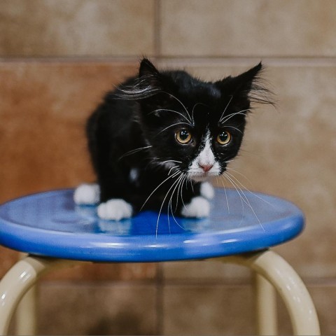 Tetra, an adoptable Domestic Short Hair in Plainfield, IL_image-3