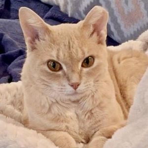 Betty Lou Tabby Cat