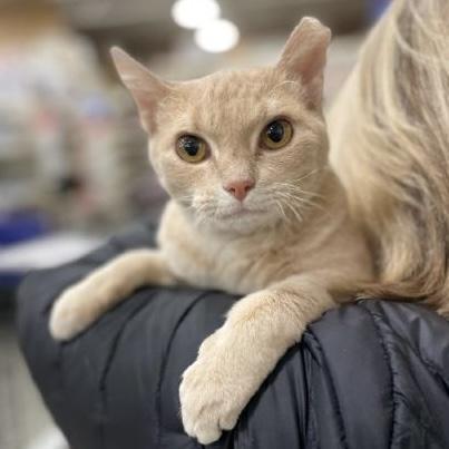 Betty Lou, an adoptable Tabby, Domestic Short Hair in Knoxville, TN, 37930 | Photo Image 2