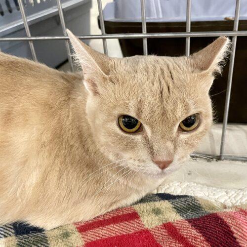 Betty Lou, an adoptable Tabby, Domestic Short Hair in Knoxville, TN, 37930 | Photo Image 3