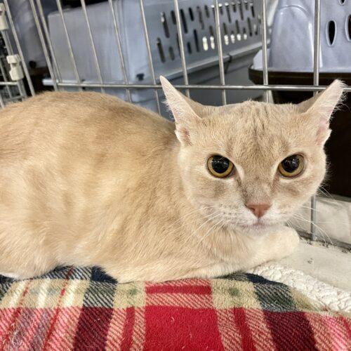 Betty Lou, an adoptable Tabby, Domestic Short Hair in Knoxville, TN, 37930 | Photo Image 4