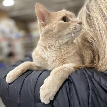 Betty Lou, an adoptable Tabby, Domestic Short Hair in Knoxville, TN, 37930 | Photo Image 5