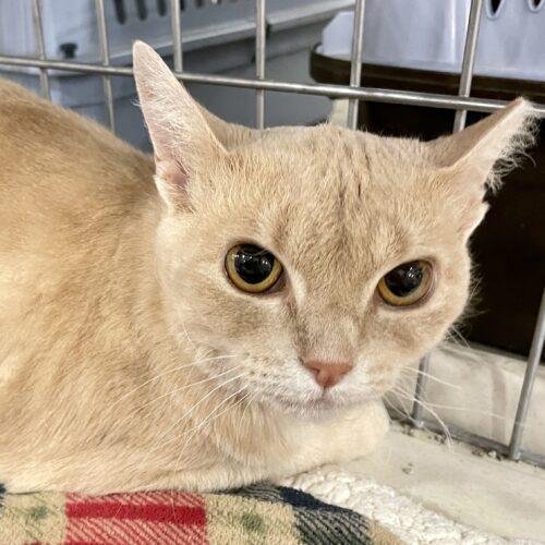 Betty Lou, an adoptable Tabby, Domestic Short Hair in Knoxville, TN, 37930 | Photo Image 6