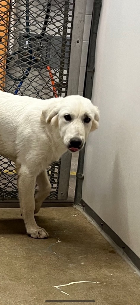 Dog for adoption - Bessie, a Great Pyrenees in Belton, TX | Petfinder