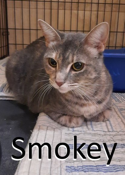 Smokey, an adoptable Extra-Toes Cat / Hemingway Polydactyl, Dilute Tortoiseshell in Mountain View, AR, 72560 | Photo Image 1
