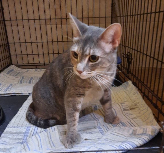 Smokey, an adoptable Extra-Toes Cat / Hemingway Polydactyl, Dilute Tortoiseshell in Mountain View, AR, 72560 | Photo Image 3