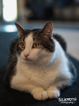 Albert