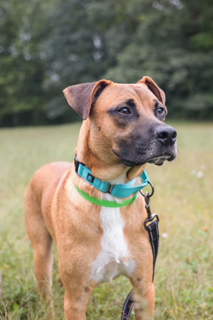 Odis *HERE IN NH*, an adoptable Mixed Breed in Northwood, NH_image-5