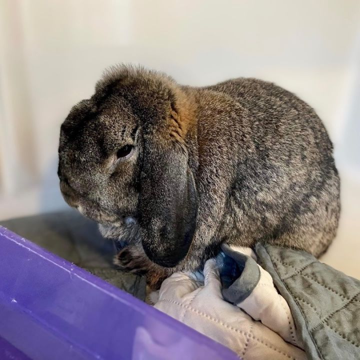 Victor, an adoptable Holland Lop in Rochester, NY_image-1