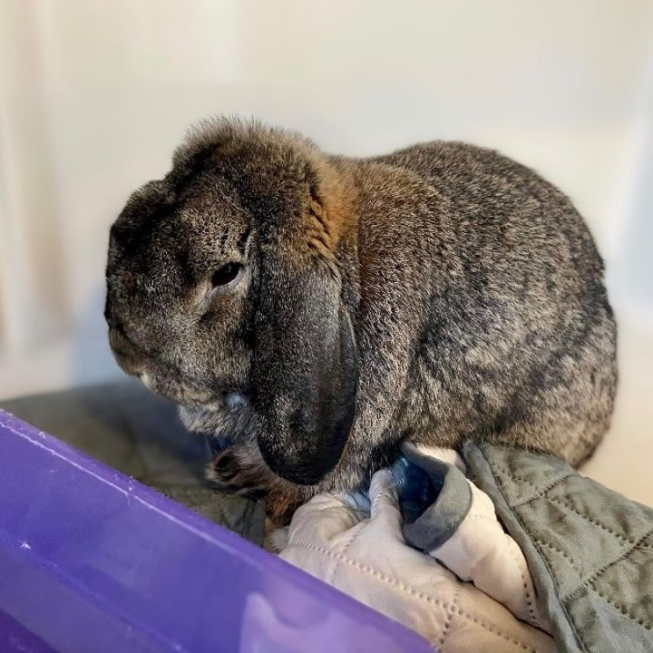 Giant 2024 holland lop