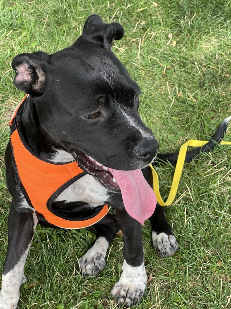 Dalta, an adoptable Boxer, Cattle Dog in Albuquerque, NM, 87120 | Photo Image 1