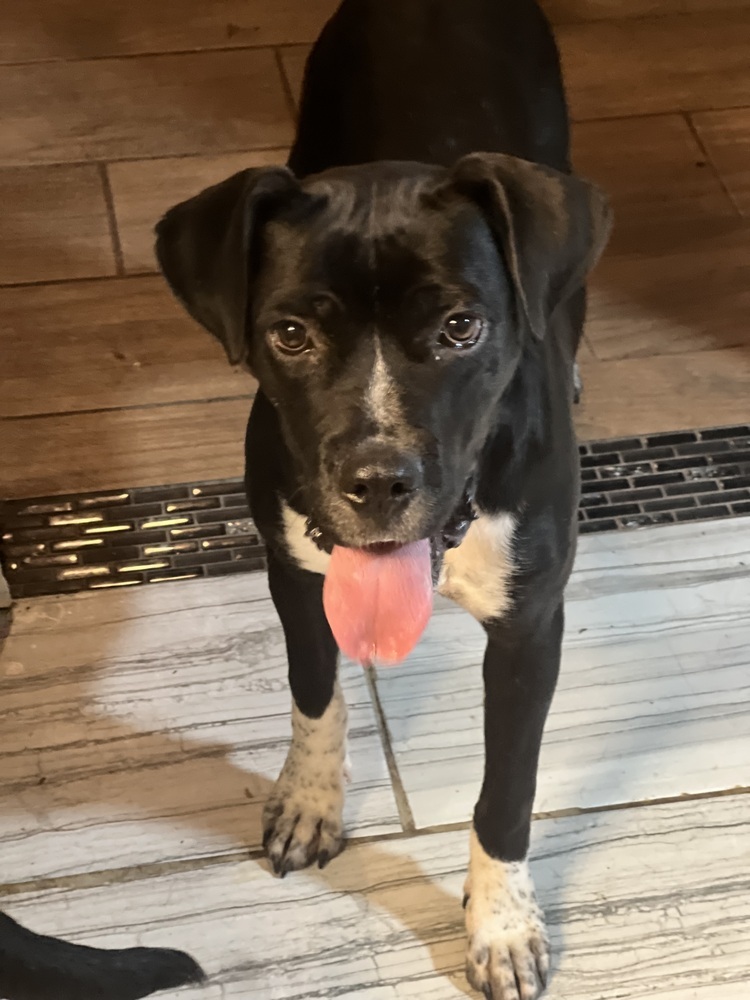 Dalta, an adoptable Boxer, Cattle Dog in Albuquerque, NM, 87120 | Photo Image 2