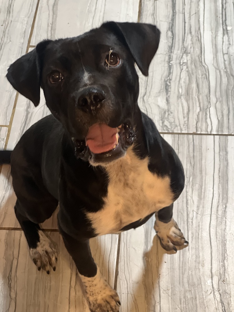 Dalta, an adoptable Boxer, Cattle Dog in Albuquerque, NM, 87120 | Photo Image 5