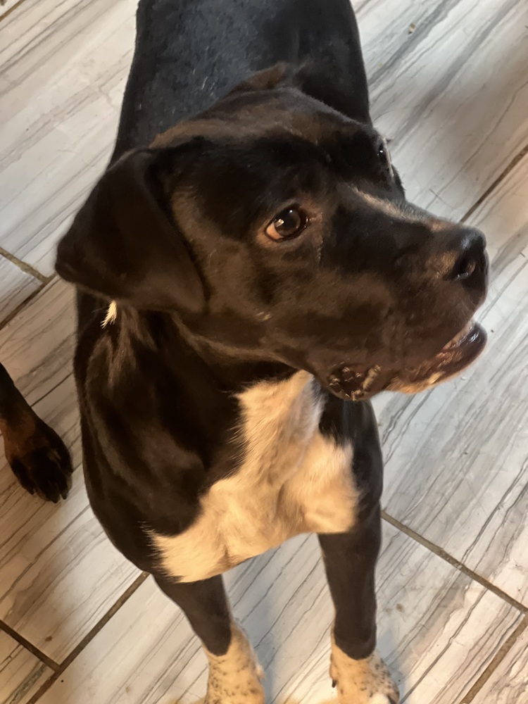 Dalta, an adoptable Boxer, Cattle Dog in Albuquerque, NM, 87120 | Photo Image 6