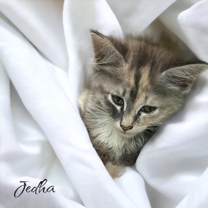 Jedha, an adoptable Domestic Short Hair in Cumberland, MD_image-2