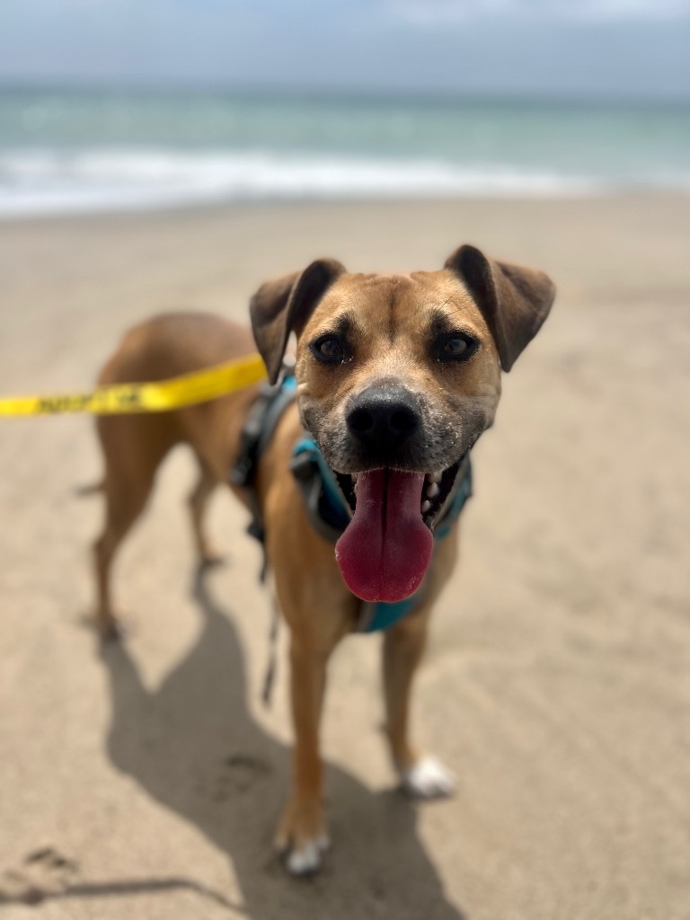 Mickey, an adoptable Mixed Breed in Thousand Oaks, CA, 91360 | Photo Image 1