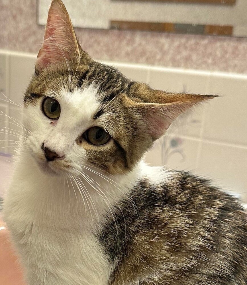 Snickerdoodle, an adoptable Domestic Long Hair in Lebanon, OR, 97355 | Photo Image 1