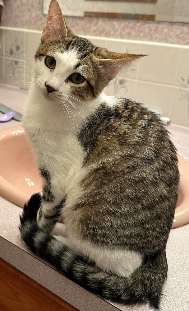 Snickerdoodle, an adoptable Domestic Long Hair in Lebanon, OR, 97355 | Photo Image 2