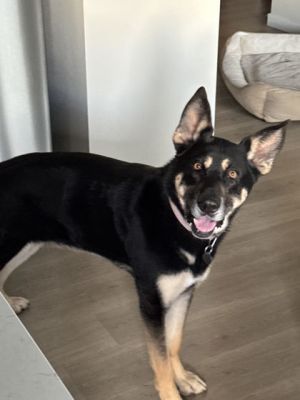 Dog for adoption - Cashew, a German Shepherd Dog & Alaskan Malamute Mix ...