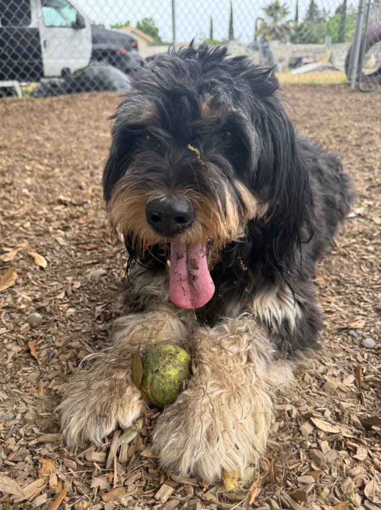 MALLORY (Maggie), an adoptable Terrier in Lemoore, CA, 93245 | Photo Image 1